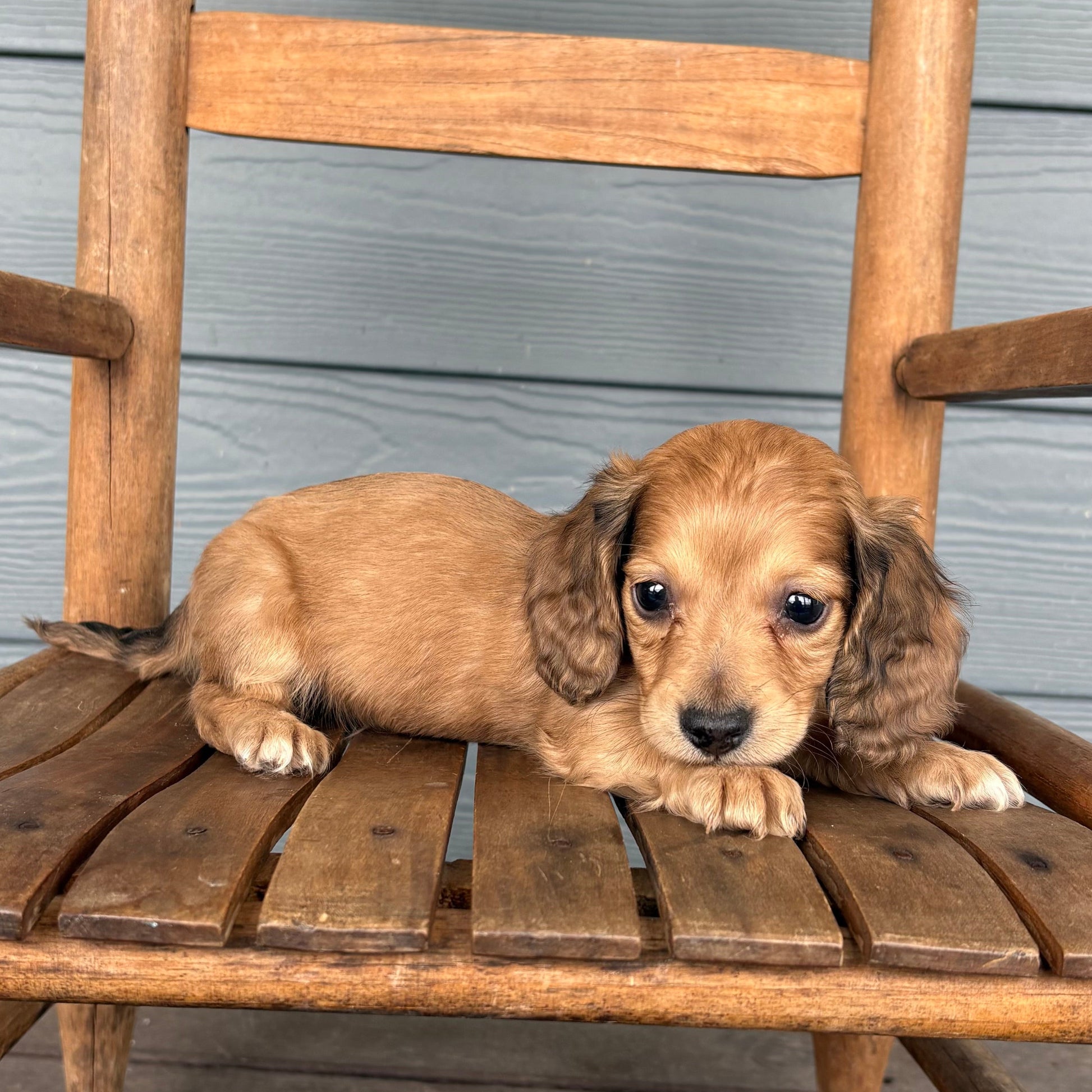 Mini dachshund Puppy sitting on a wooden chair against a wooden wall with rafterepups 