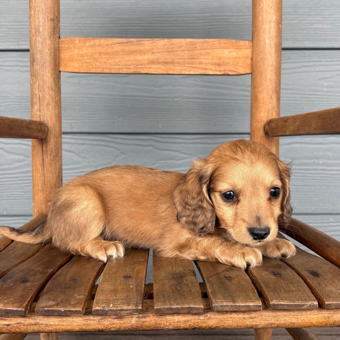 Mini dachshund Puppy sitting on a wooden chair against a gray wooden wall at RafterEPups