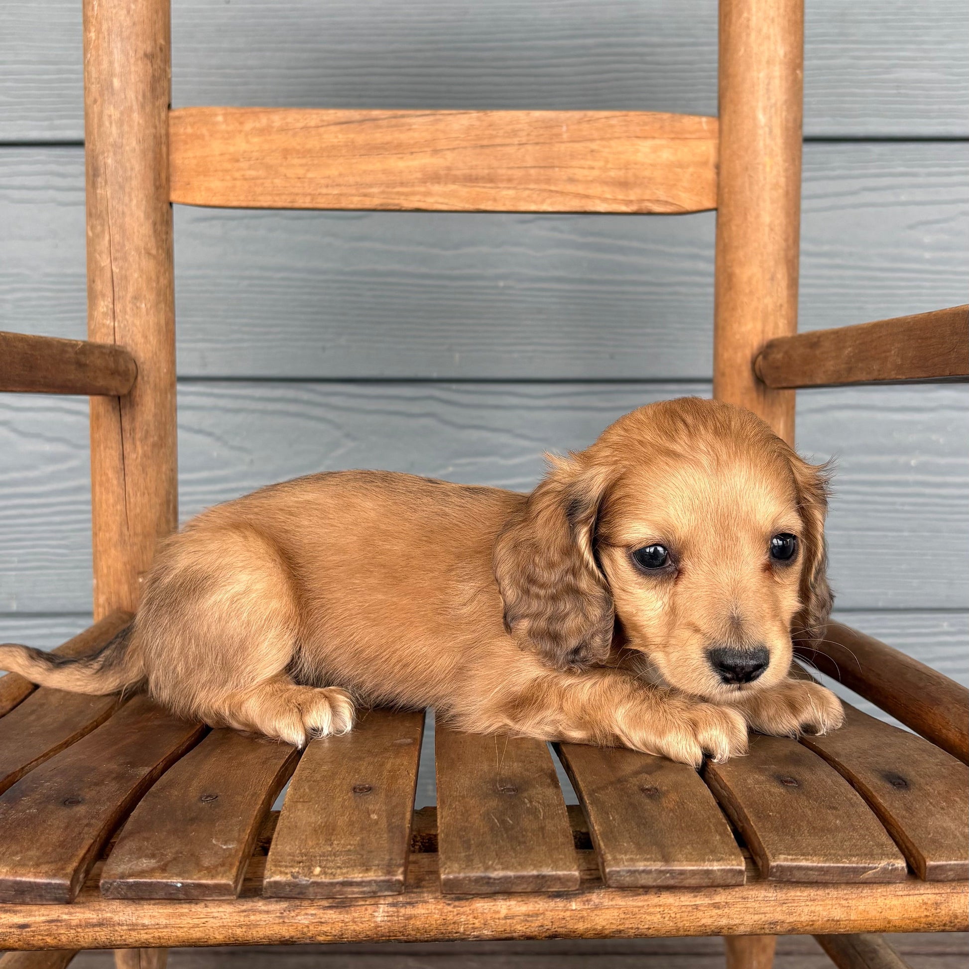 Mini dachshund Puppy sitting on a wooden chair against a gray wooden wall at RafterEPups