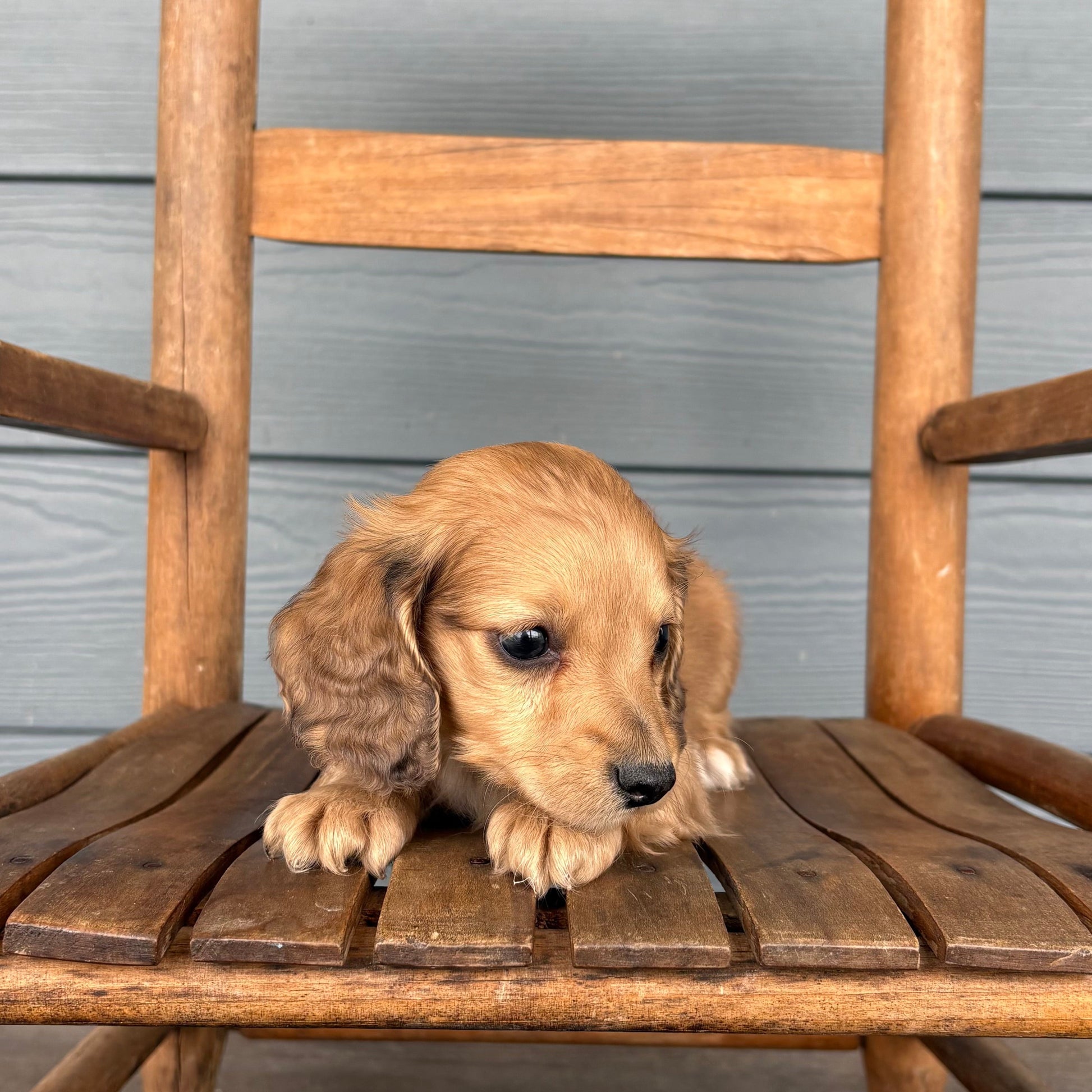 Mini Puppy sitting on a wooden chair against a wooden wall at RafterEPups