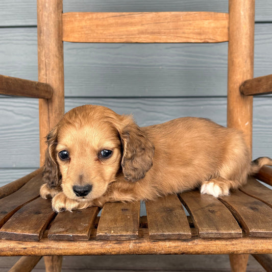 Mini dachshund Puppy sitting on a wooden chair against a wooden wall at RafterEPups