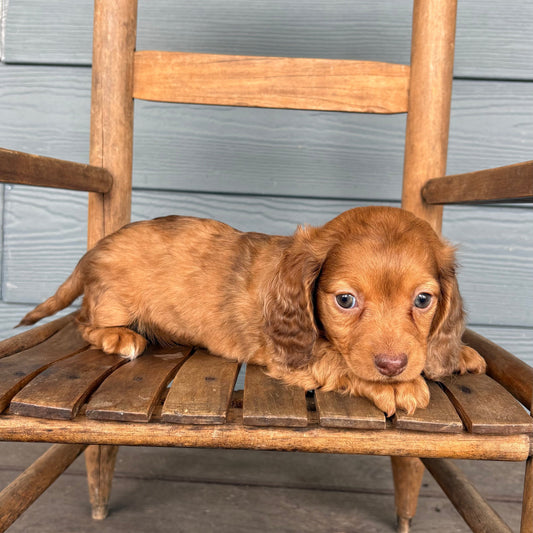 Mini dachshund puppy named Velvet at RafterEPups