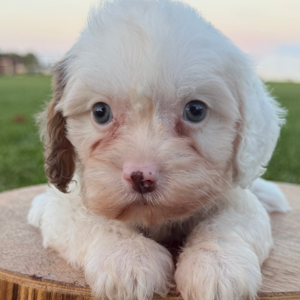 Cavapoo-Pup