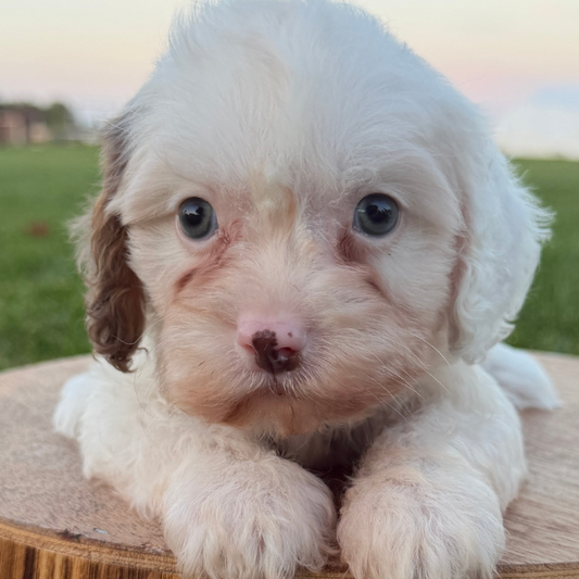 Cavapoo-Pup