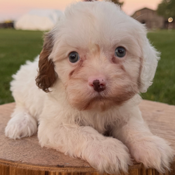 Cavapoo-Pup