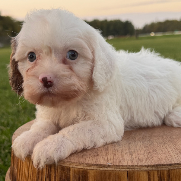 Cavapoo-Pup
