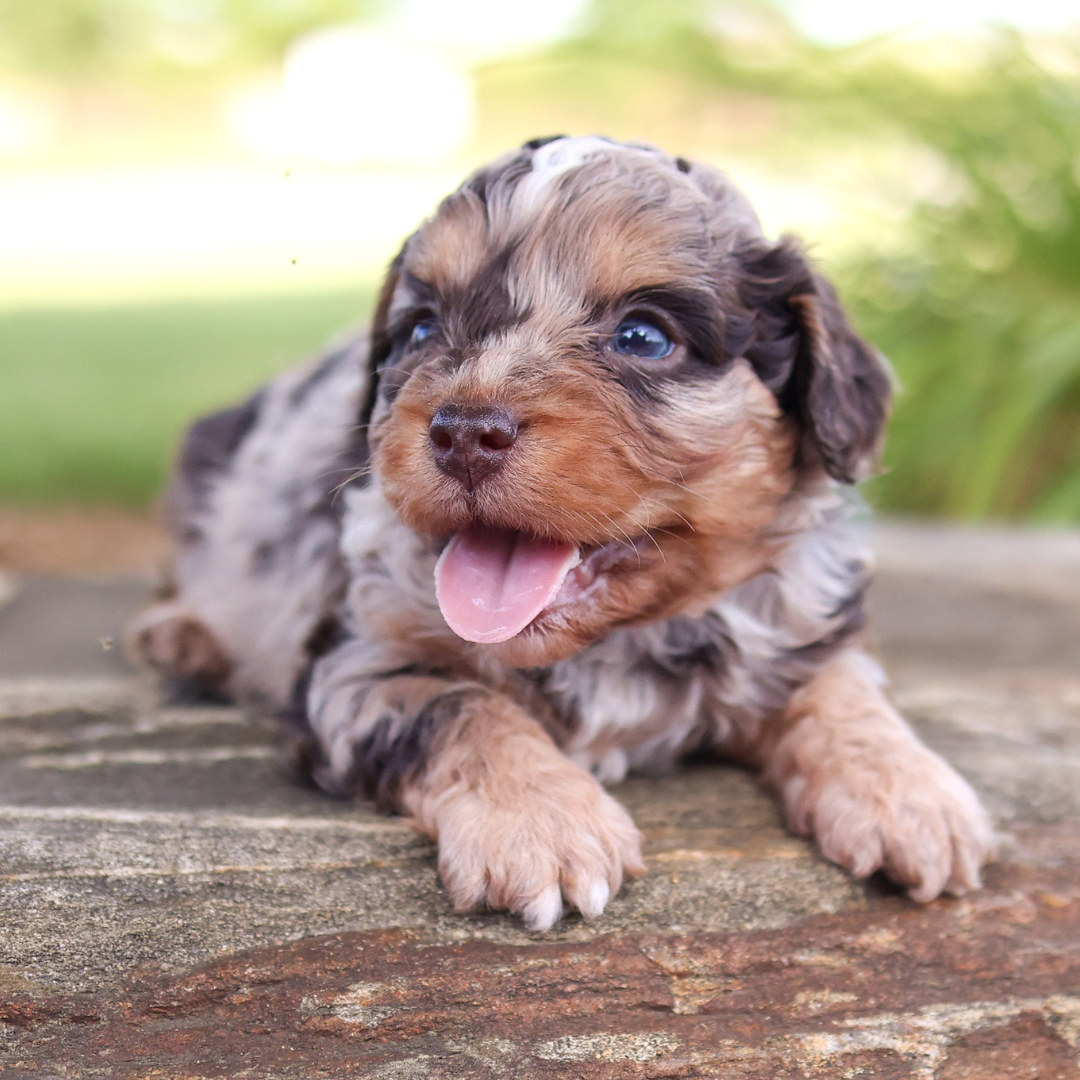 cavapoo-puppies