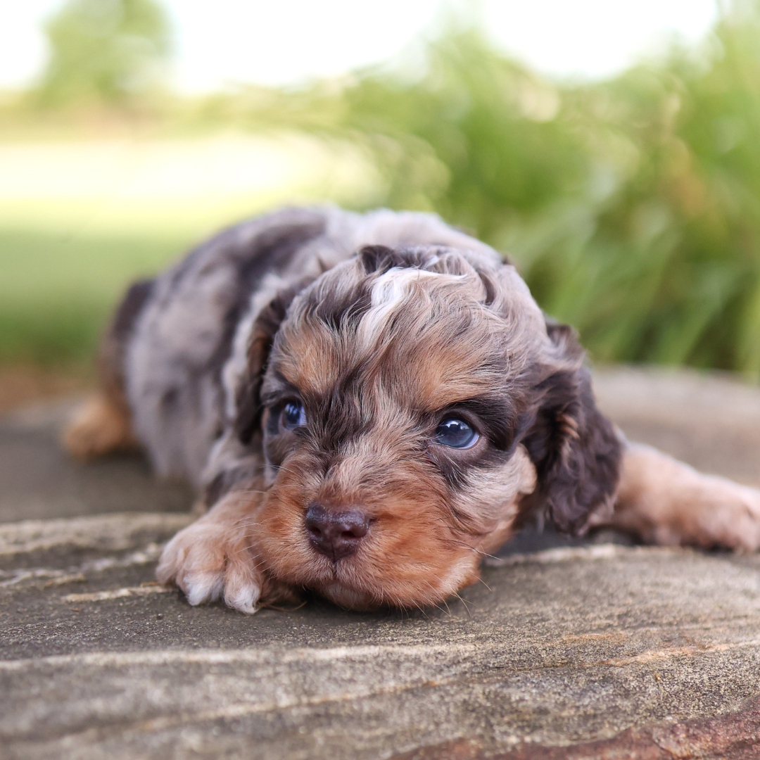 cavapoo-puppies