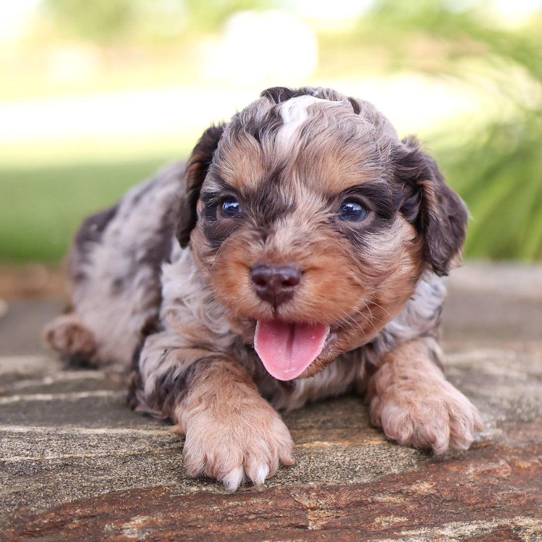 cavapoo-puppies