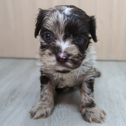 Chocolate-Merle-Cavapoos