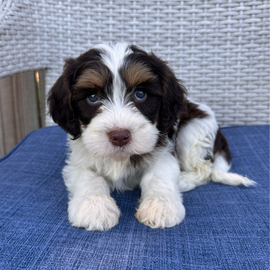 Chocolate-Cavapoo