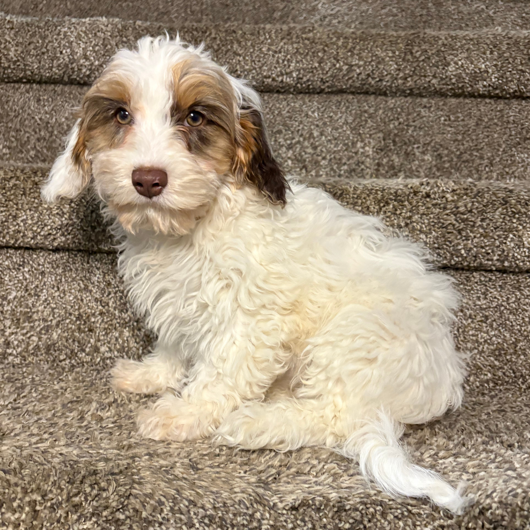 Cavapoo-Breeder