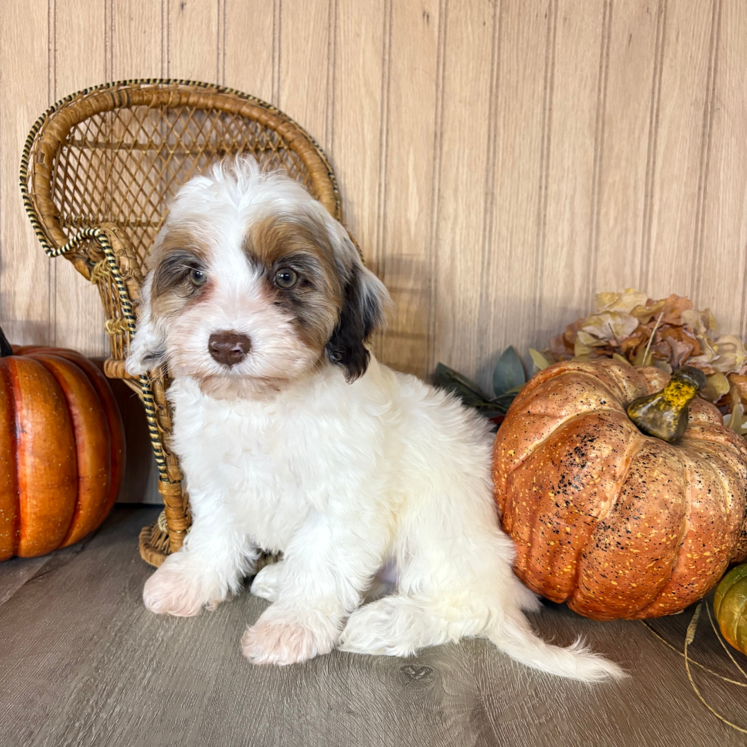 Chocolate-Merle-Cavapoo