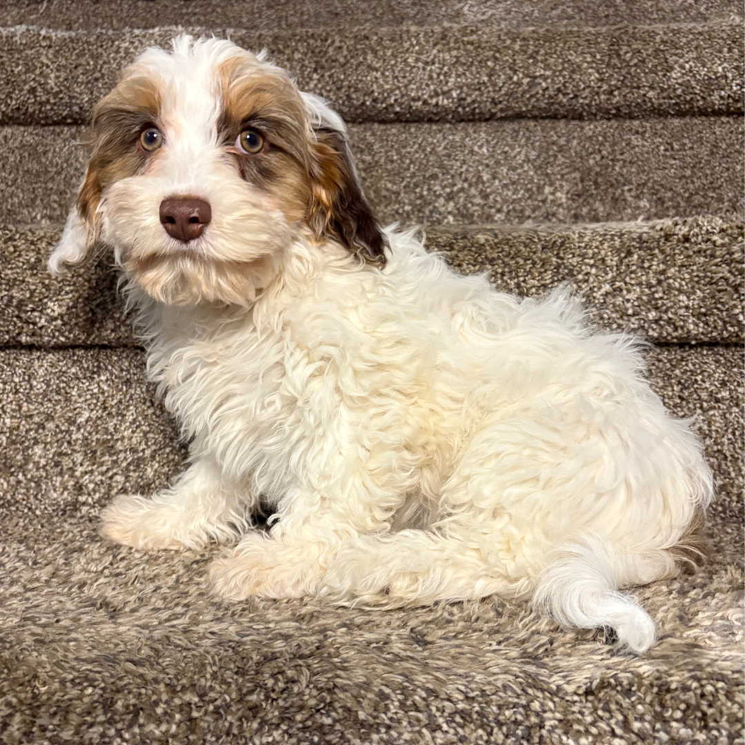 Cavapoo-Breeder