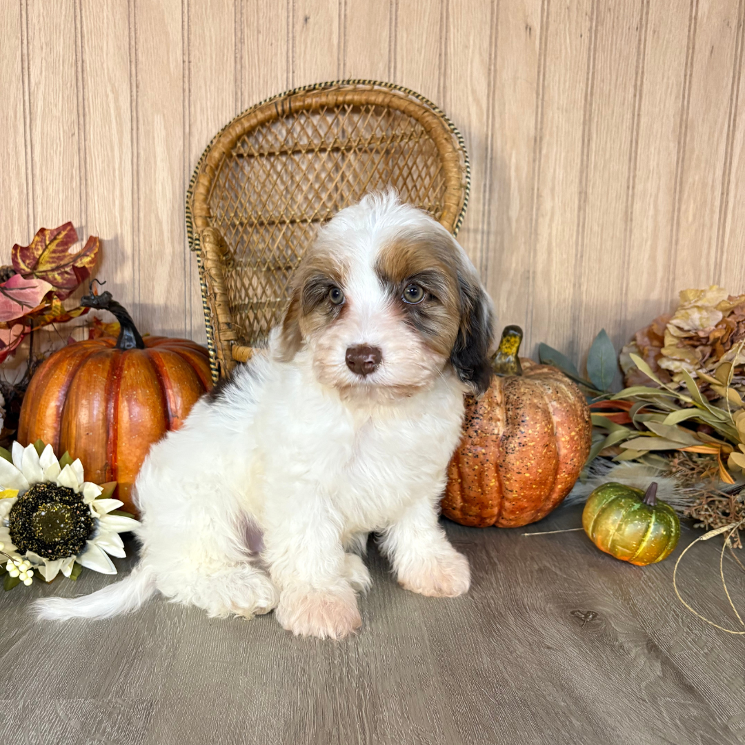 Chocolate-Merle-Cavapoo