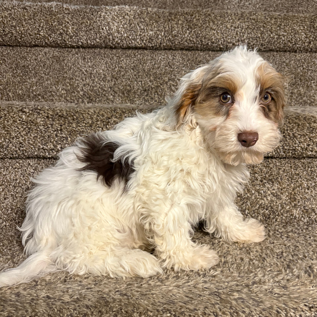 Cavapoo-Breeder