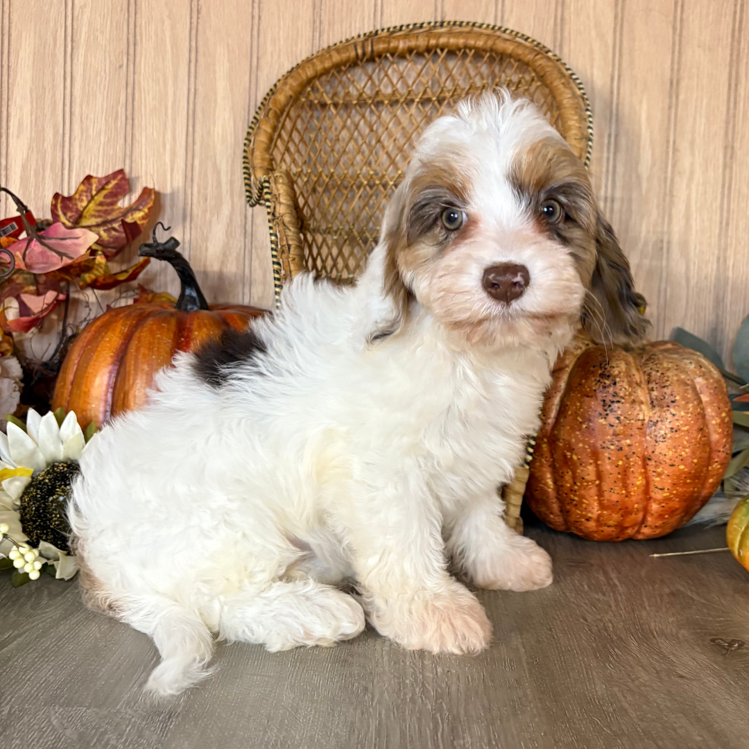 Chocolate-Merle-Cavapoo
