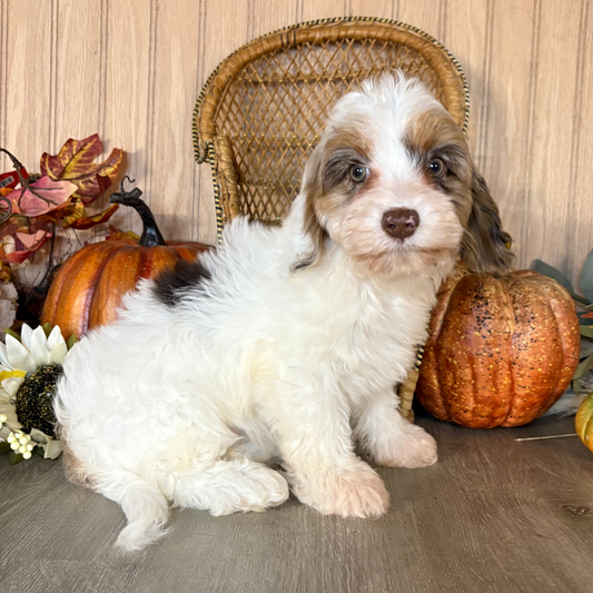 Chocolate-Merle-Cavapoo