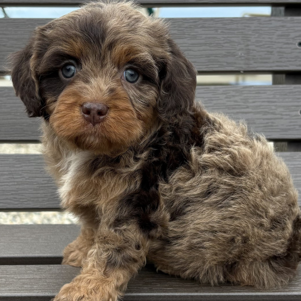 Cavapoo-Puppy