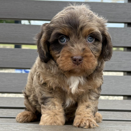 Cavapoo-Puppy