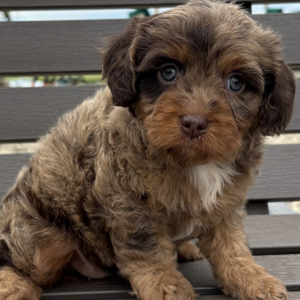 Cavapoo-Puppy