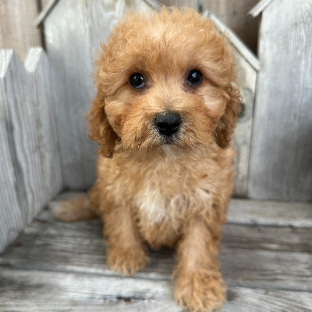 Cavapoo-Puppies