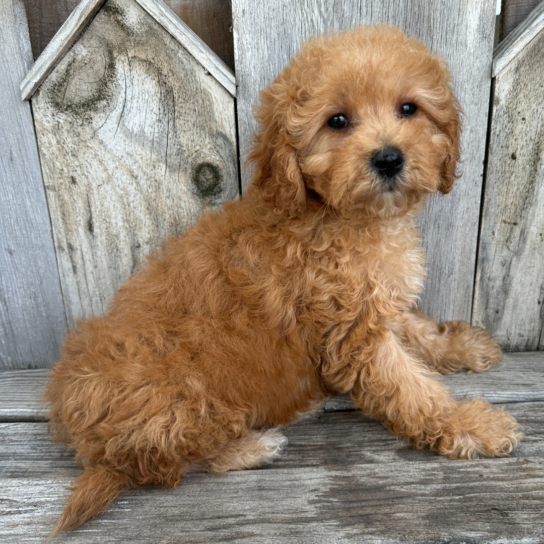 Cavapoo-Puppies