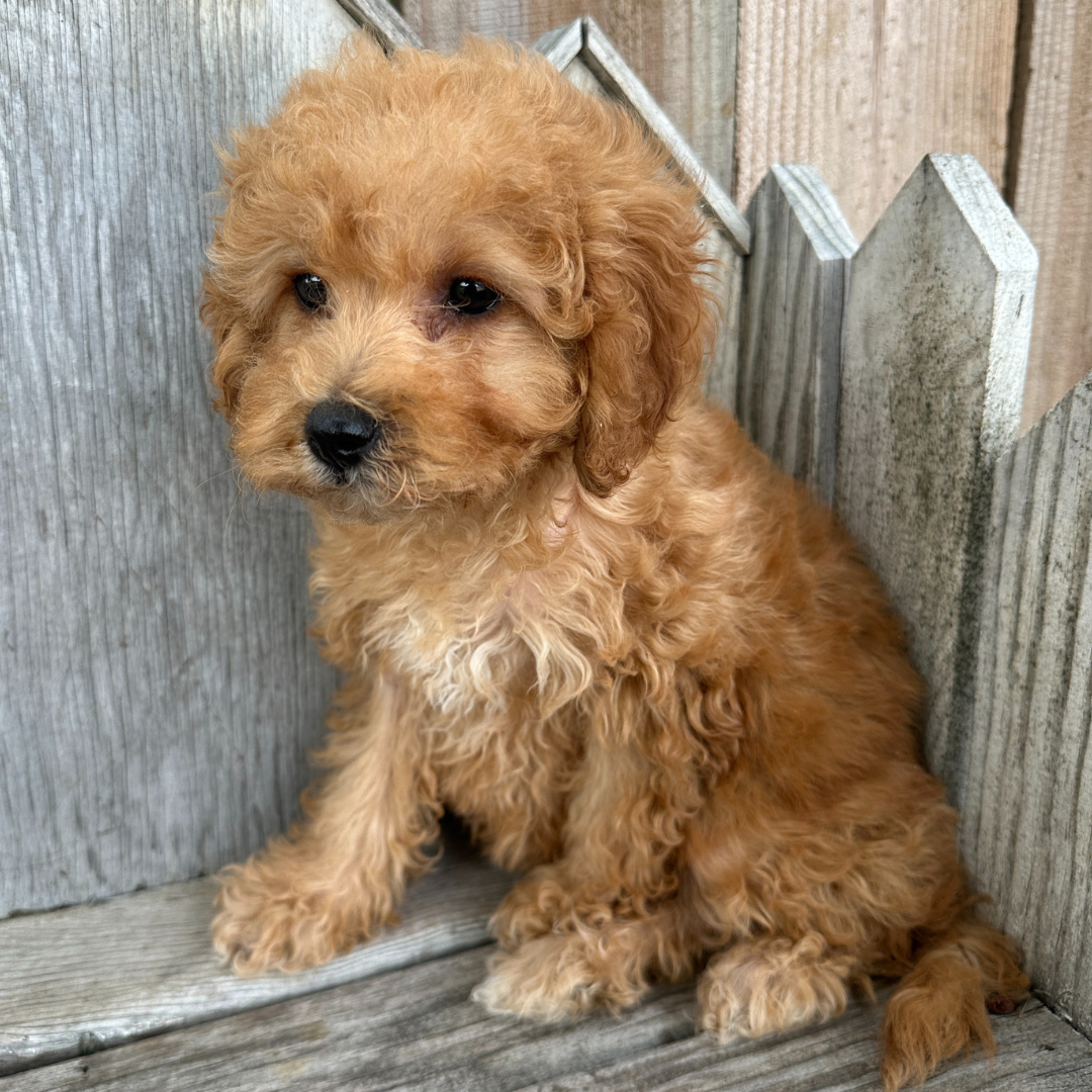 Cavapoo-Puppies