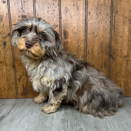 Chocolate-Merle-Cavapoo