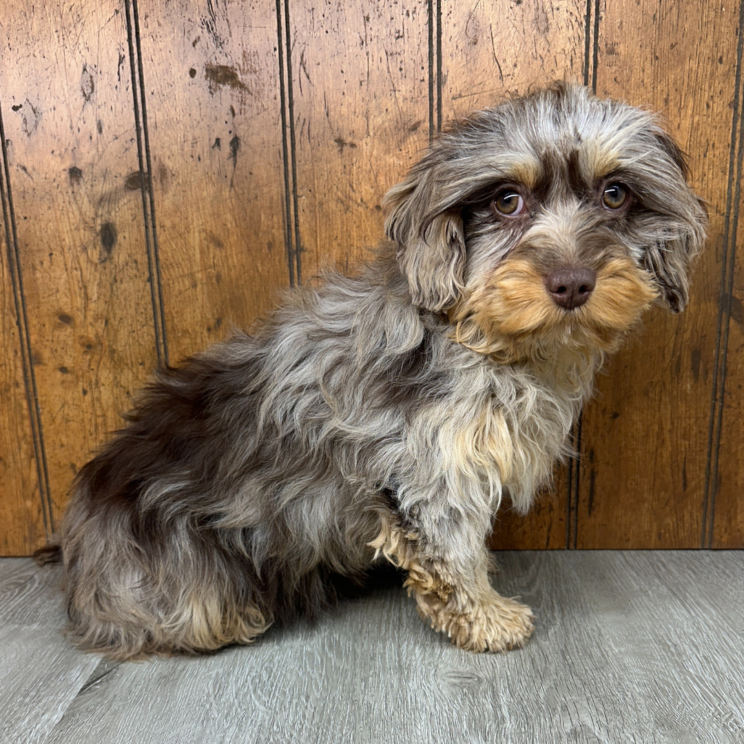 Chocolate-Merle-Cavapoo