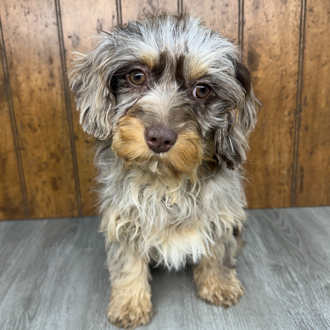 Chocolate-Merle-Cavapoo