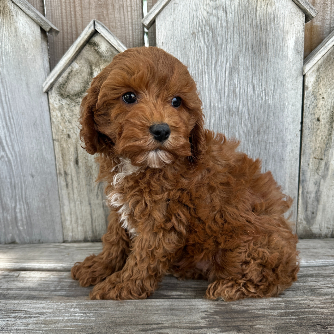 Cavapoo-Puppies