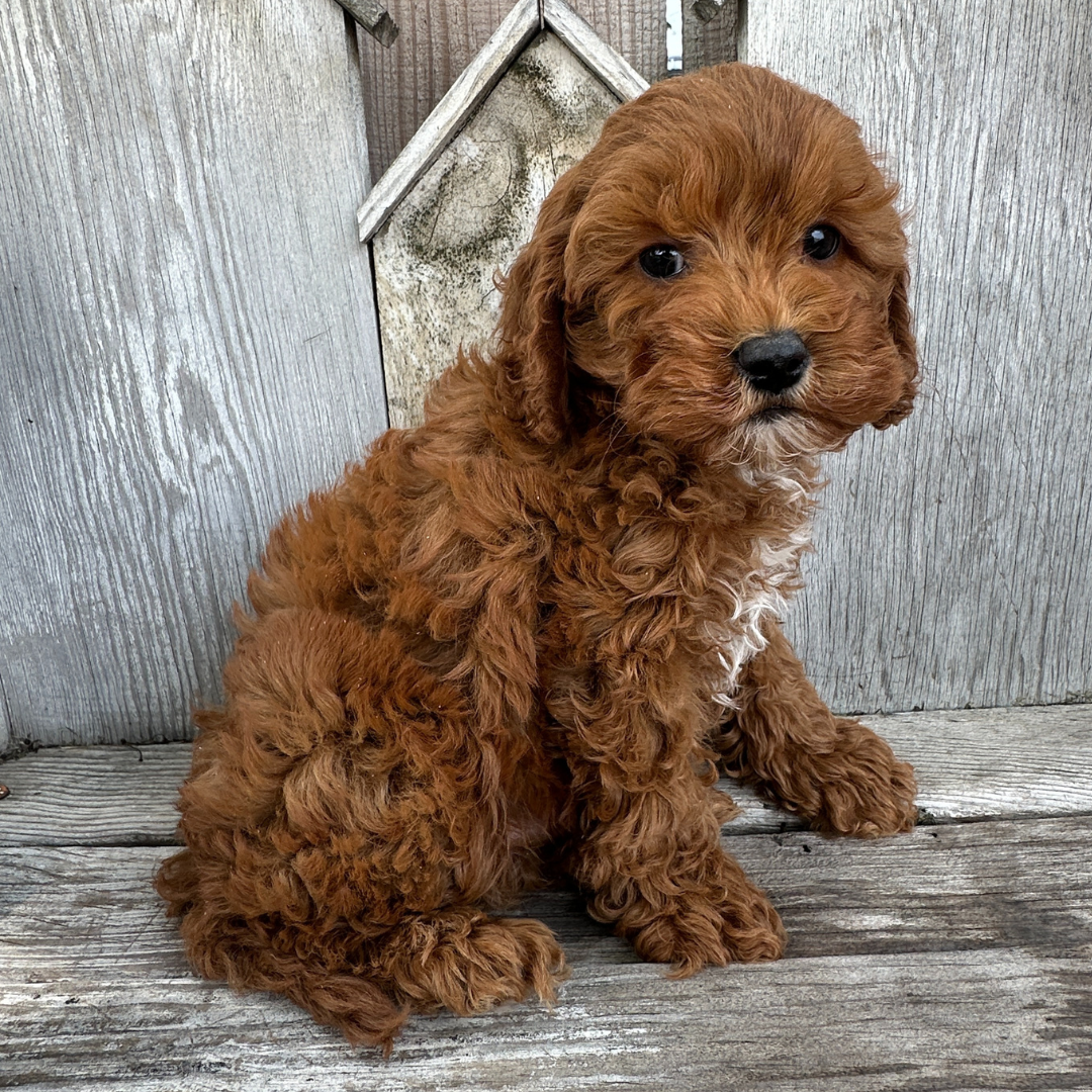 Cavapoo-Puppies