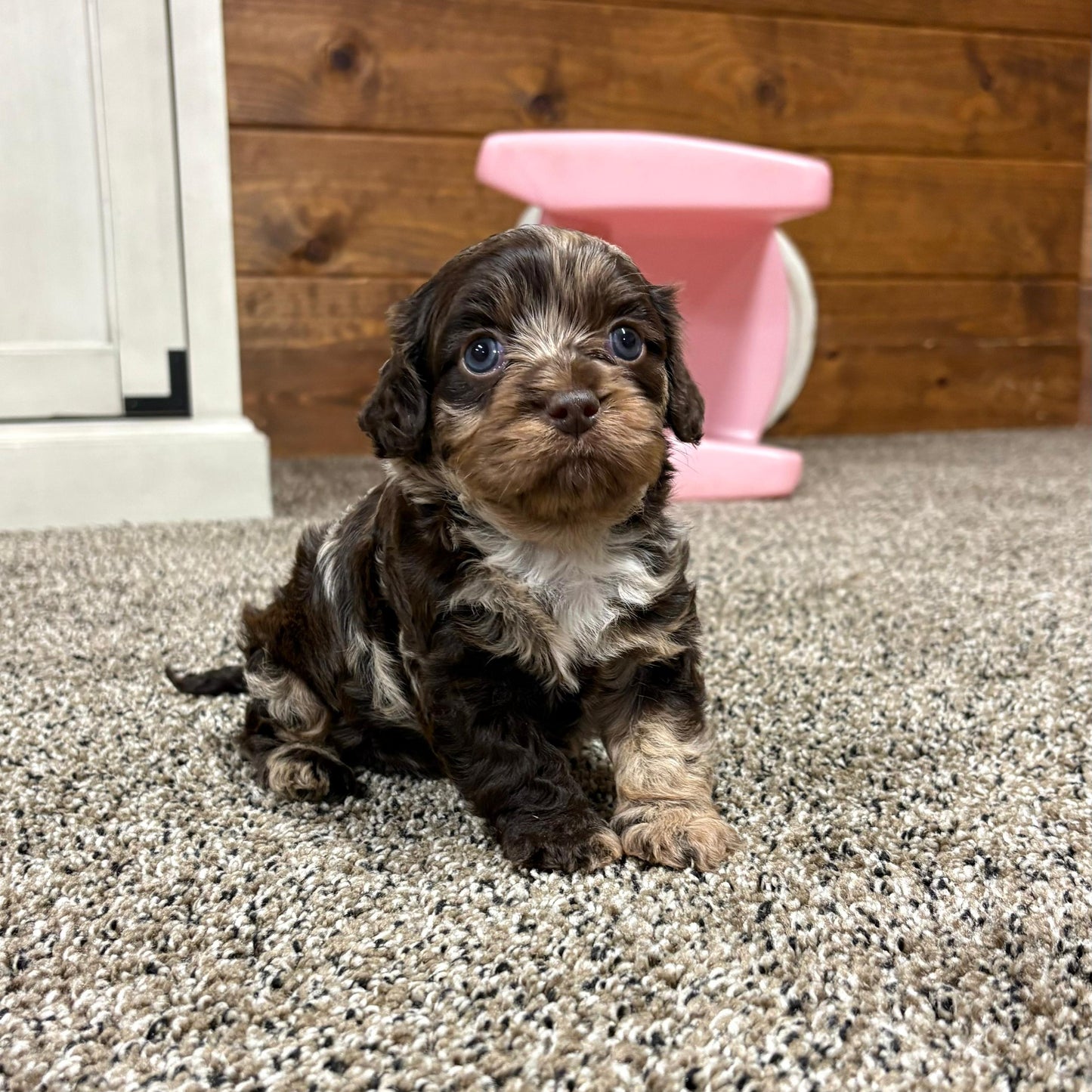 Chocolate-Merle-Cavapoo