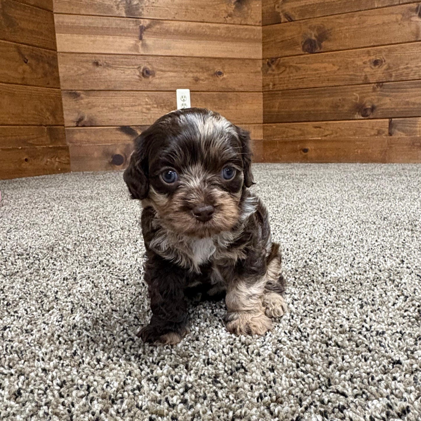 Chocolate-Merle-Cavapoo