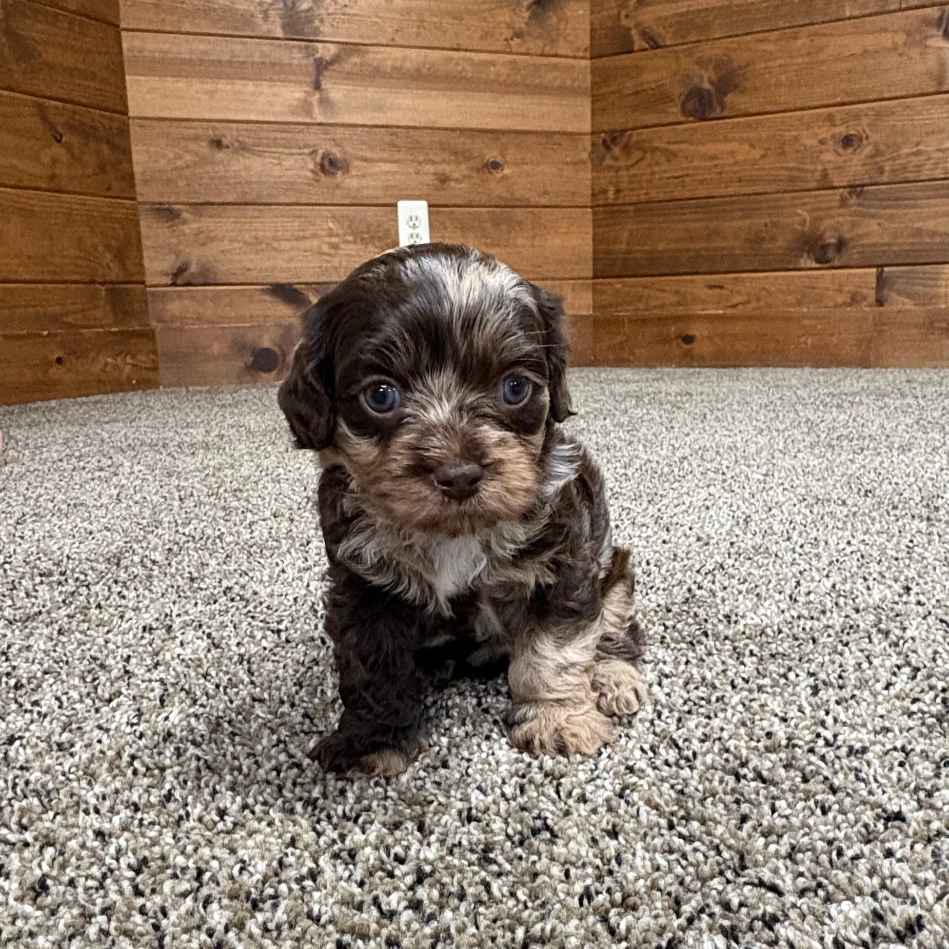 Chocolate-Merle-Cavapoo