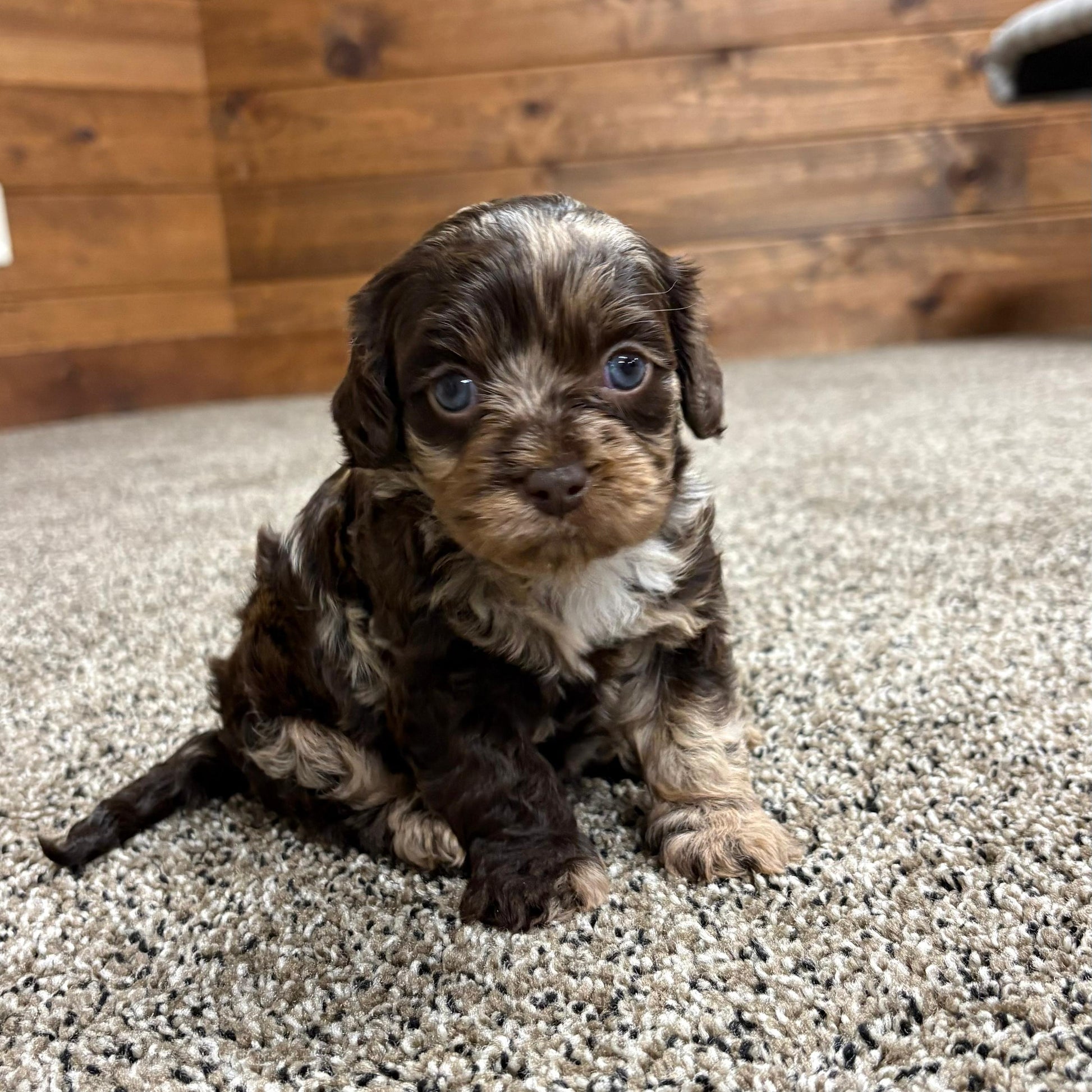 Chocolate-Merle-Cavapoo