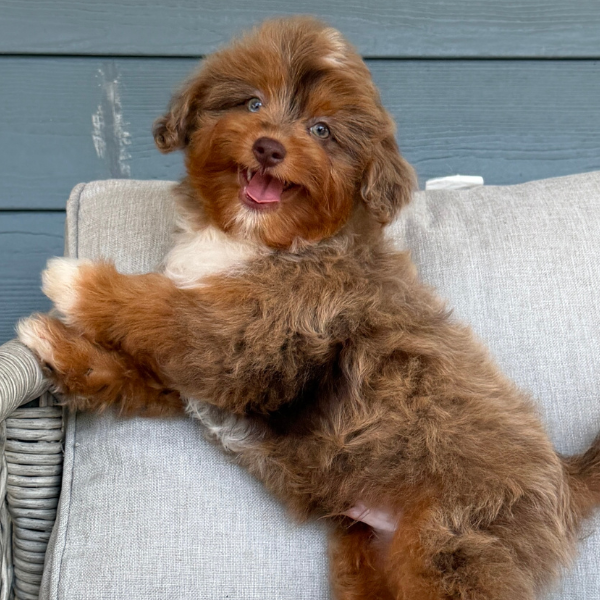 Chocolate-Cavapoo