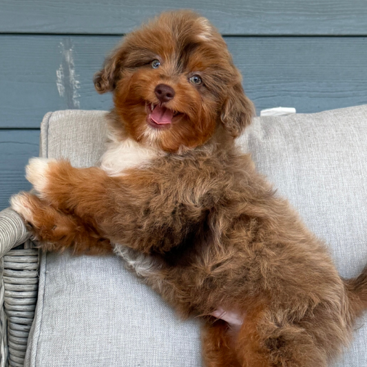 Chocolate-Cavapoo