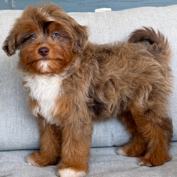 Chocolate-Cavapoo
