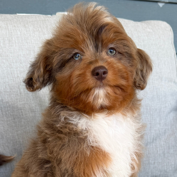 Chocolate-Cavapoo