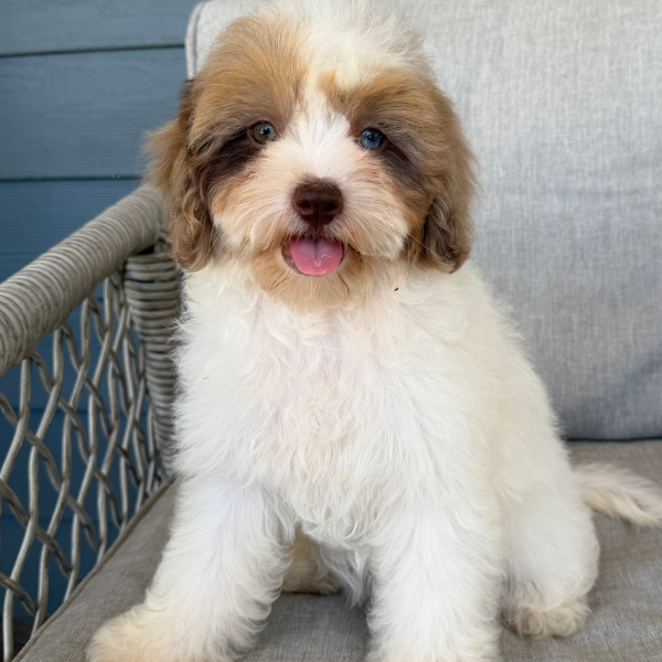 Chocolate-Cavapoo