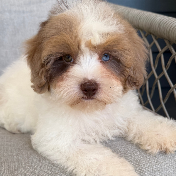 Chocolate-Cavapoo