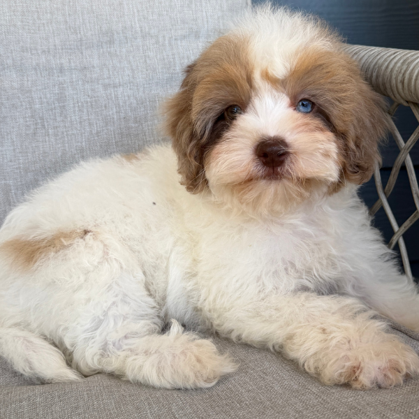 Chocolate-Cavapoo