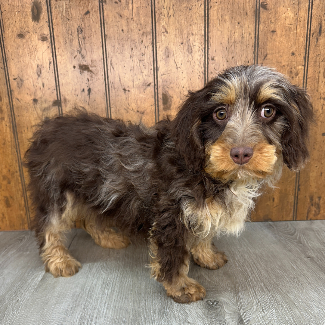 Chocolate-Merle-Cavapoo