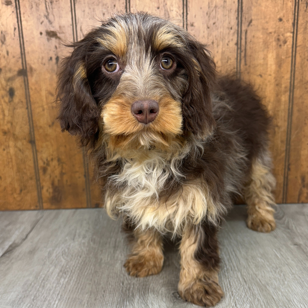 Chocolate-Merle-Cavapoo