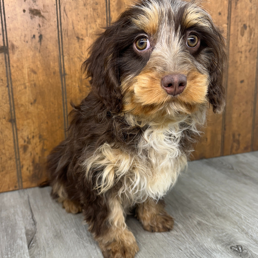 Chocolate-Merle-Cavapoo