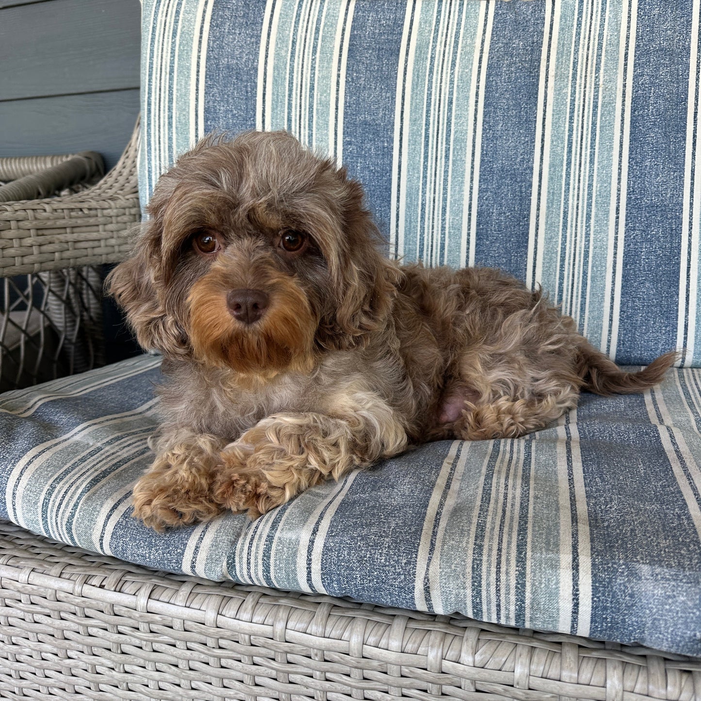 Cavapoo Mama lying on a striped cushion on a wicker chair outdoors.