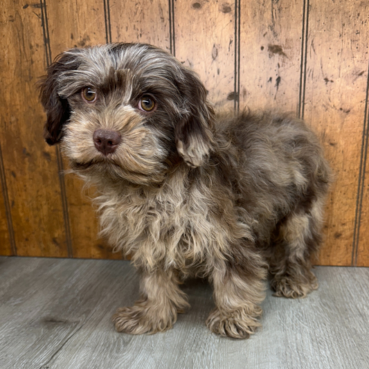 Chocolate-Merle-Cavapoo