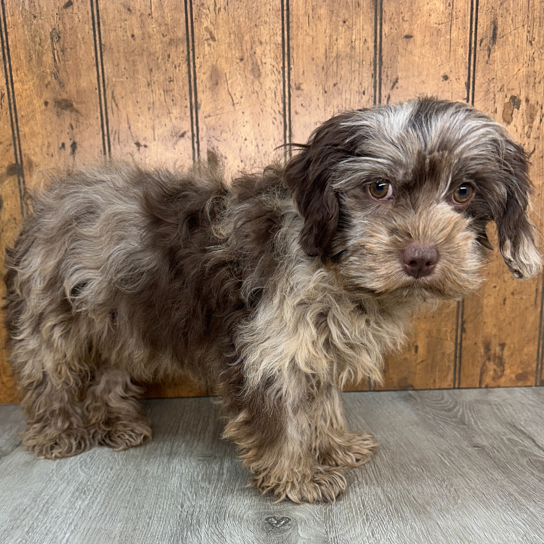 Chocolate-Merle-Cavapoo